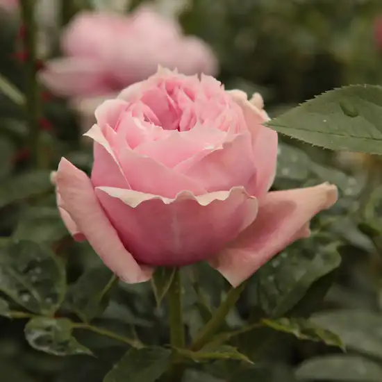 Rosa Schöne Maid® - roz - trandafir nostalgic